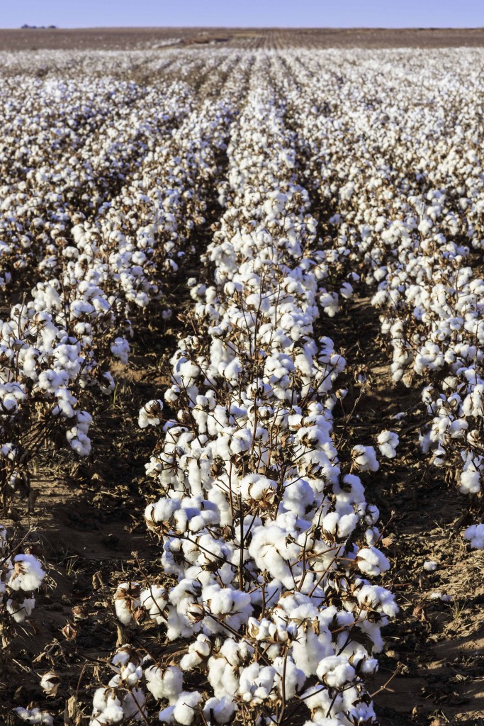 Martin Specialty Products rows of ripe cotton crop in field ready for